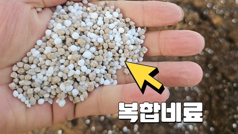 복합비료를 웃거름으로 줘도 되나요?
