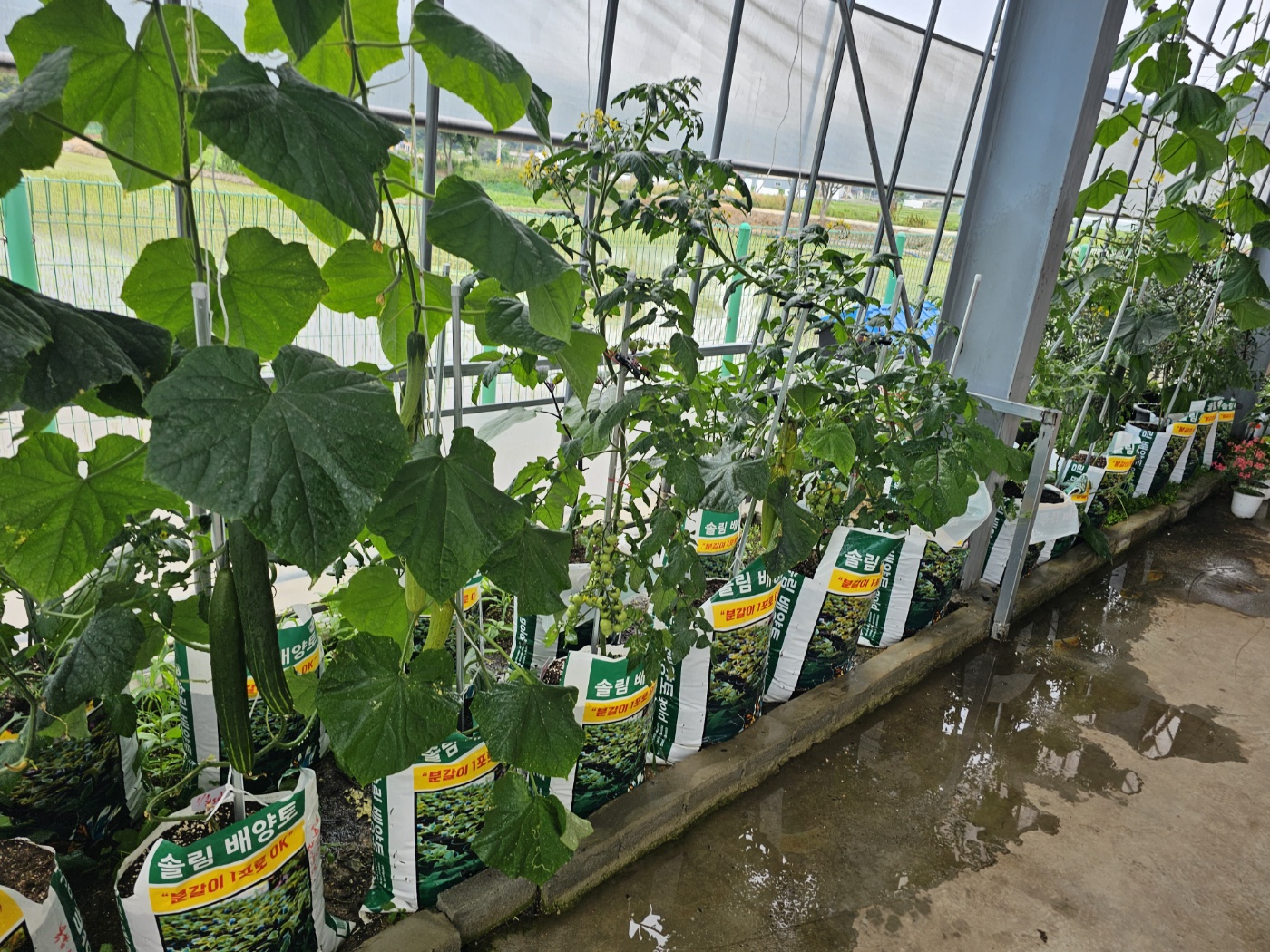 솔림배양토는 어떤 흙인가요?